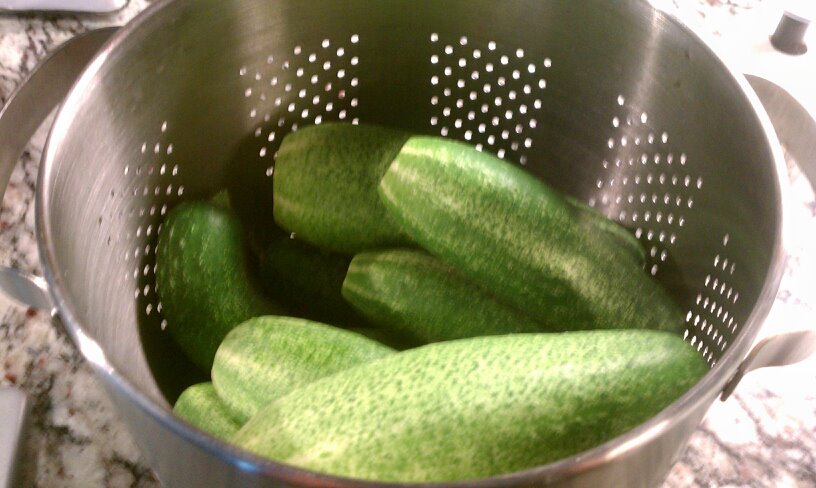 2012 Organic Garden Pickling Cucumbers