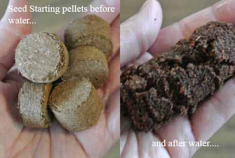Coconut Fiber Seed Starting Pellets Before and After Water