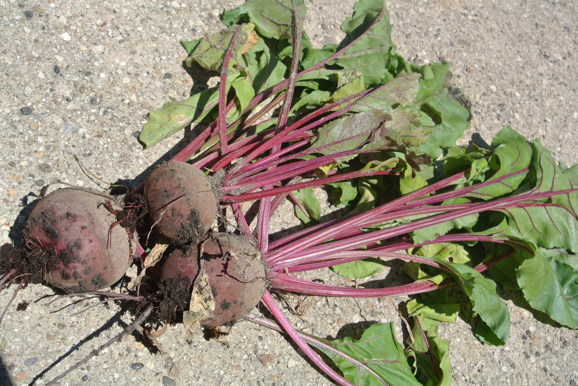 Harvested Organic Beets