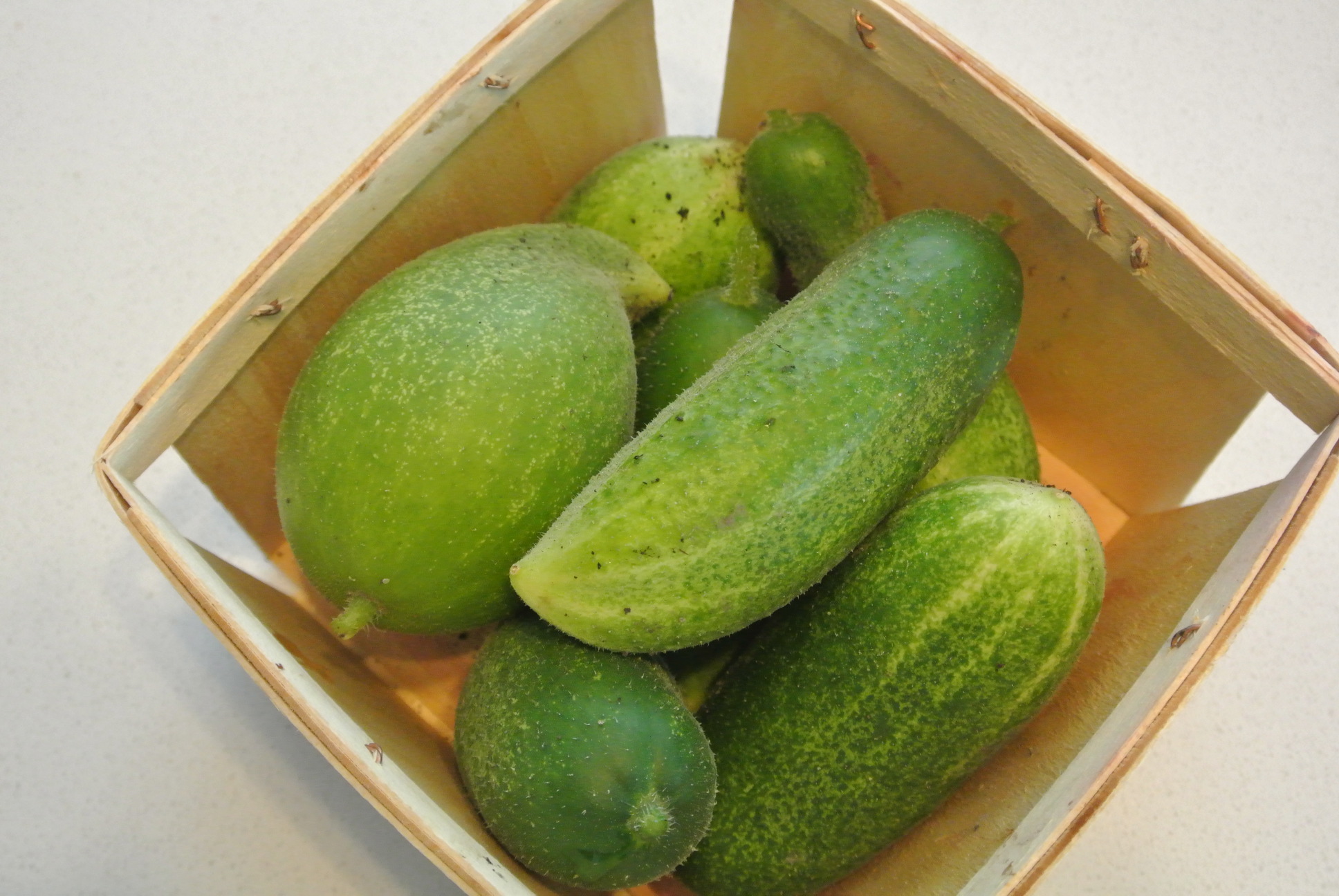 Parisian Pickling Cucumbers