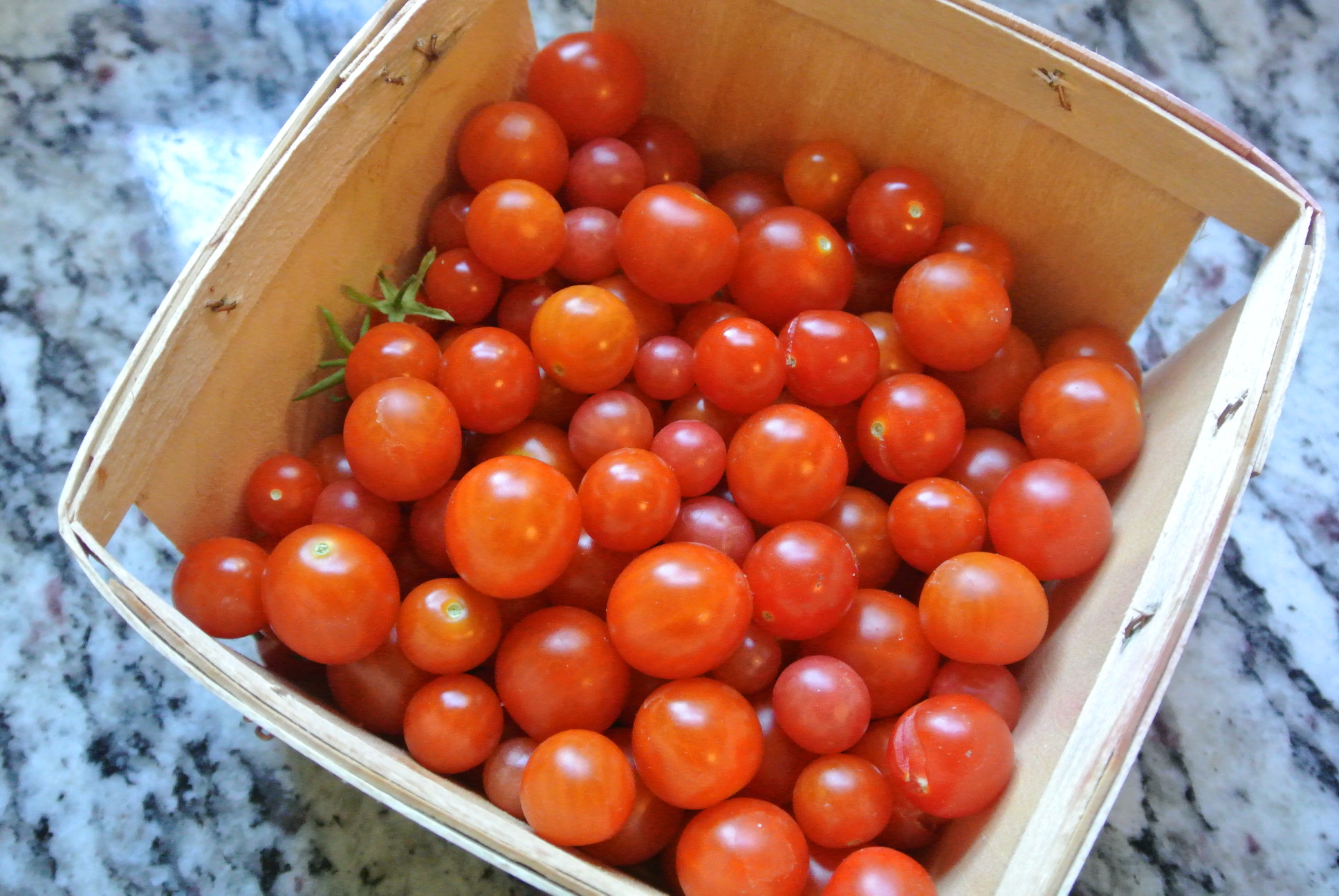 Harvested Tess's Land Currant Tomatoes