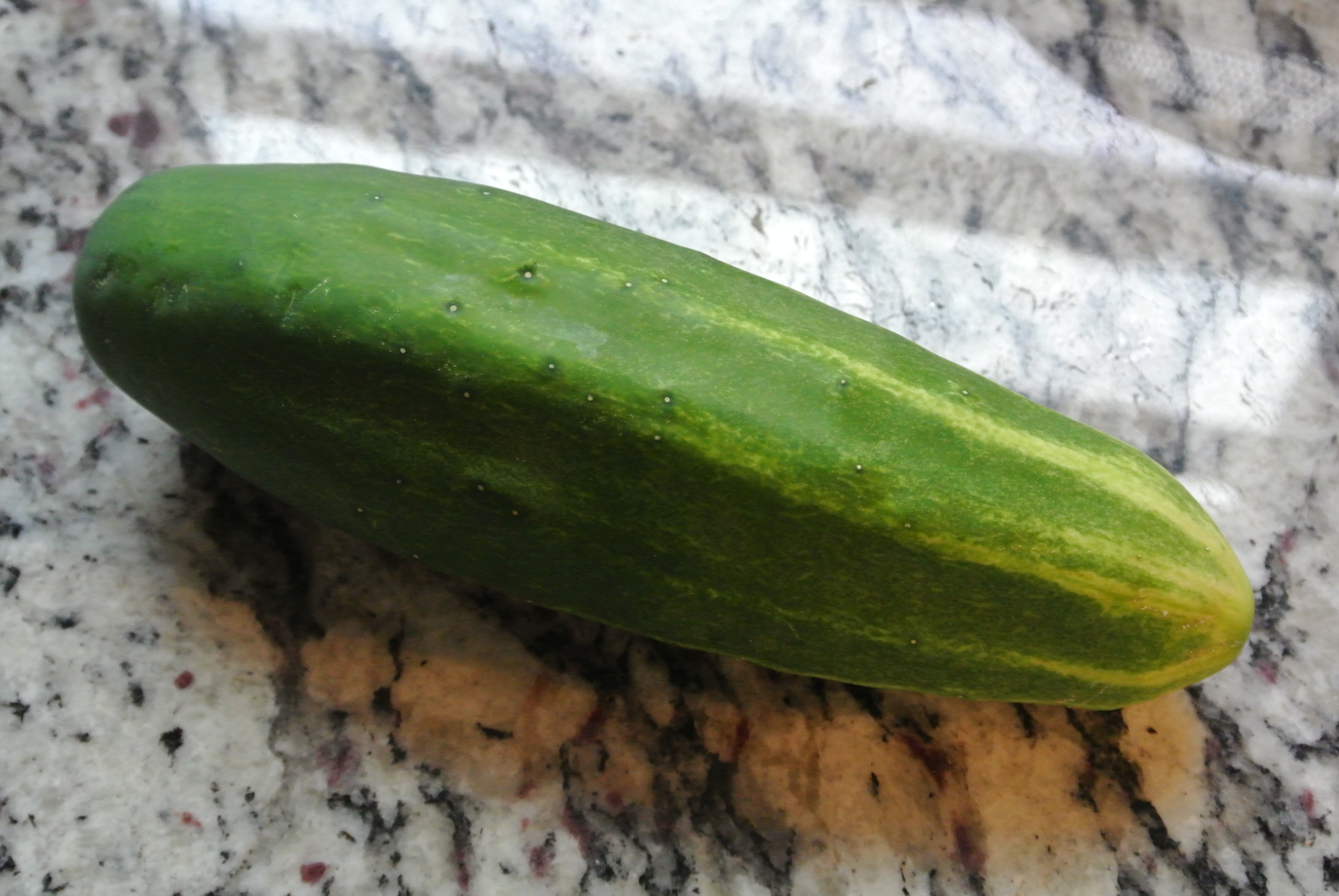 First Organic Cucumber