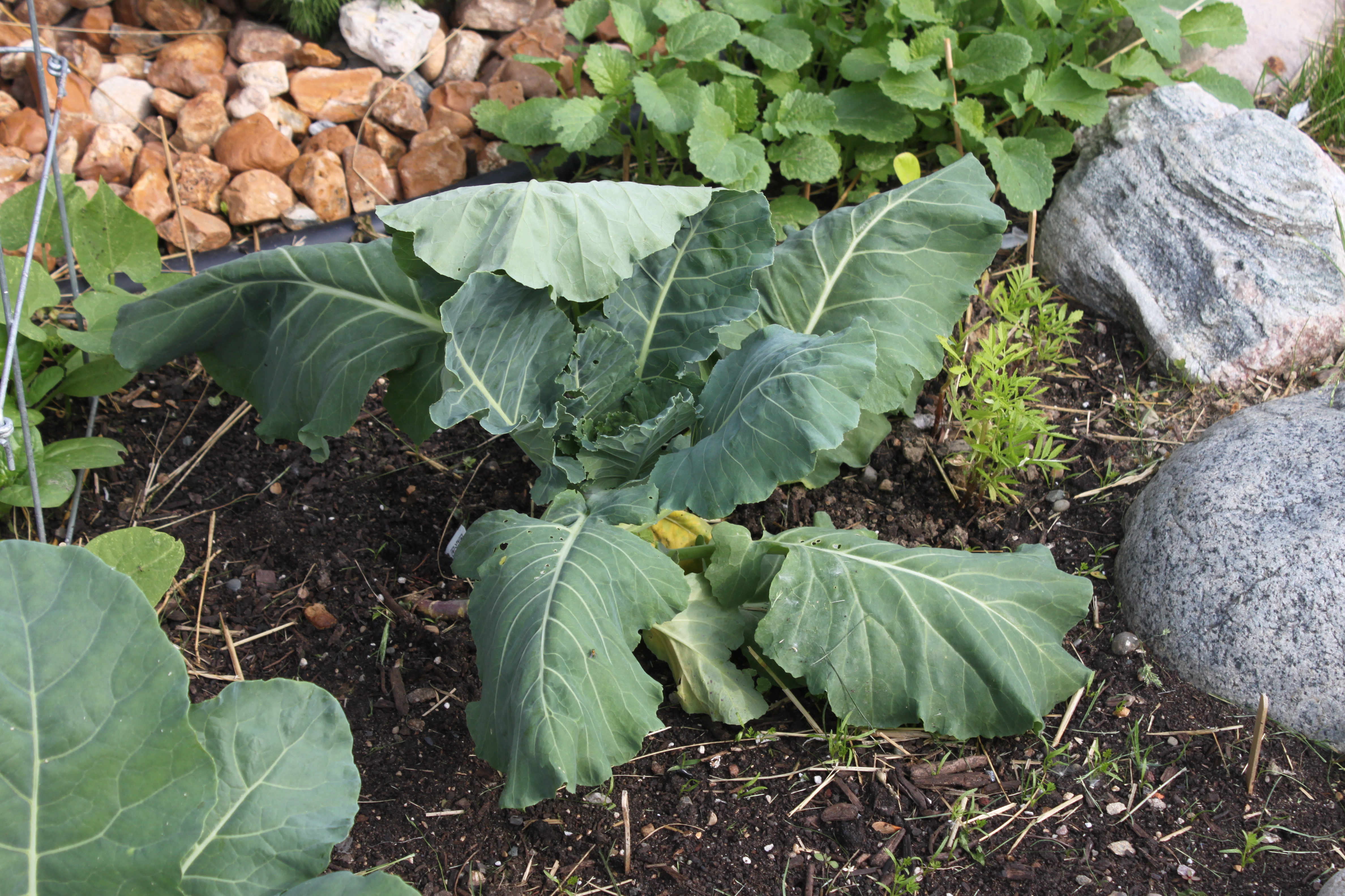 Wilting Collards caused by Cabbage Root Maggot