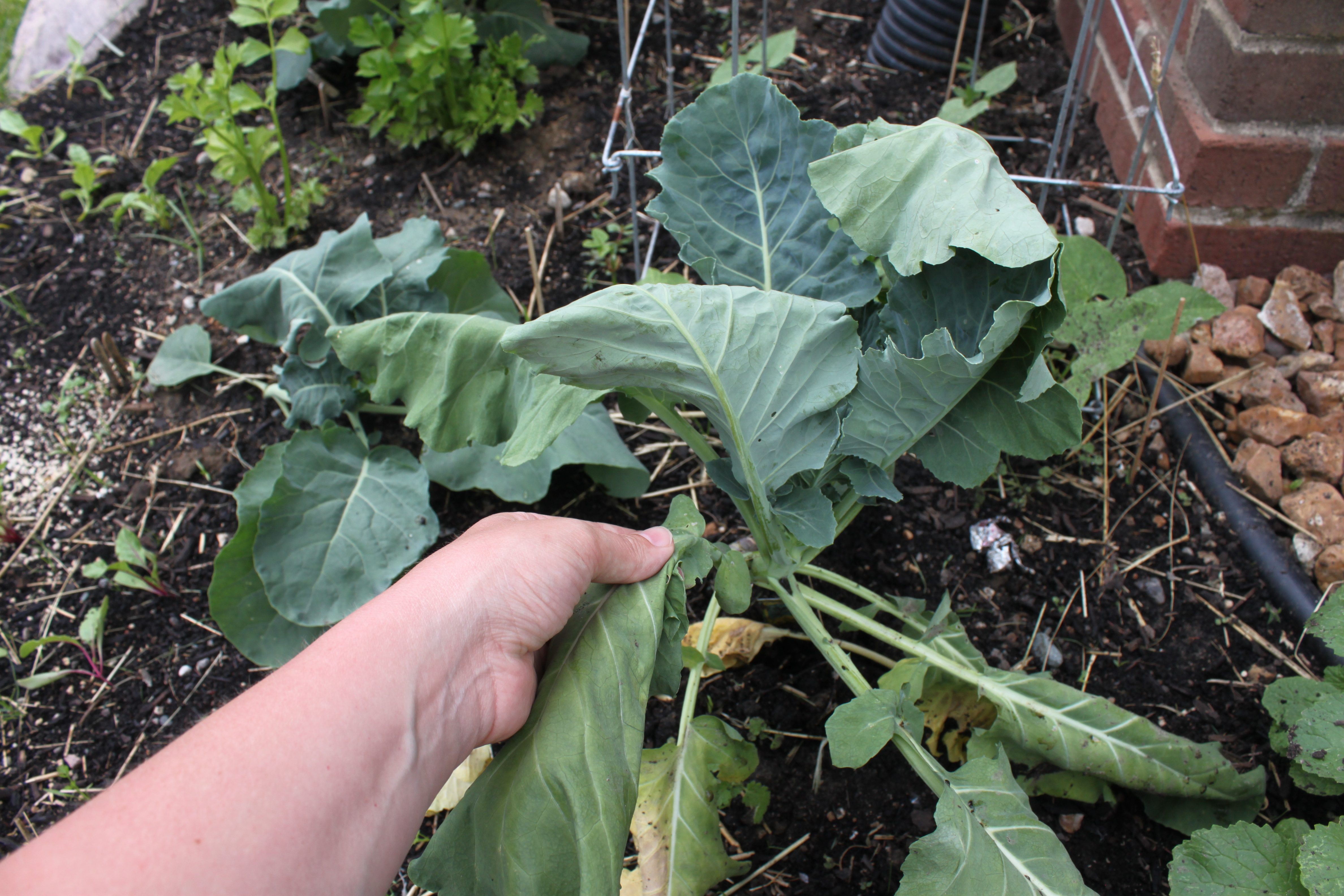 Wilting Collards caused by Cabbage Root Maggot