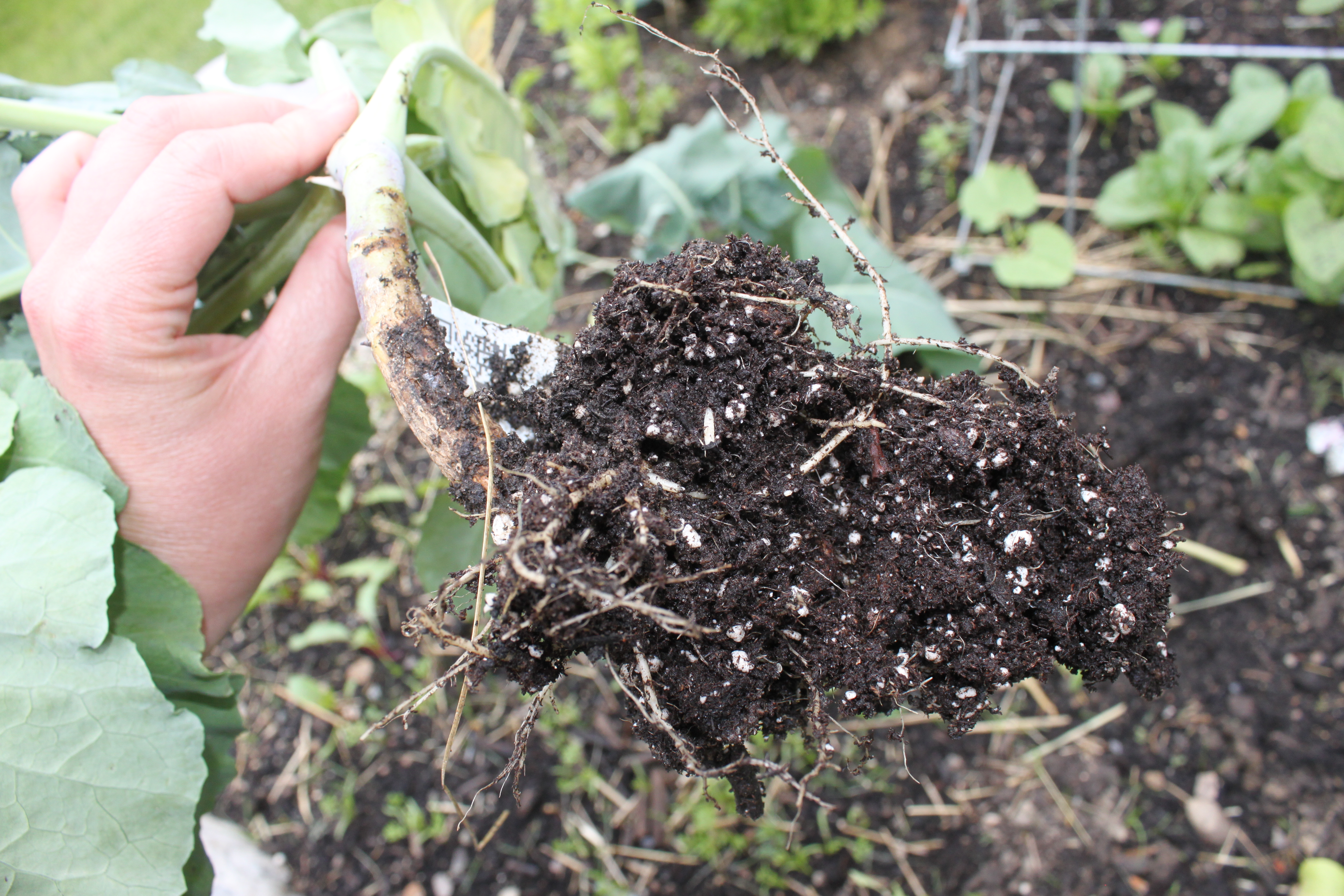 Cabbage Root Maggots on Collards
