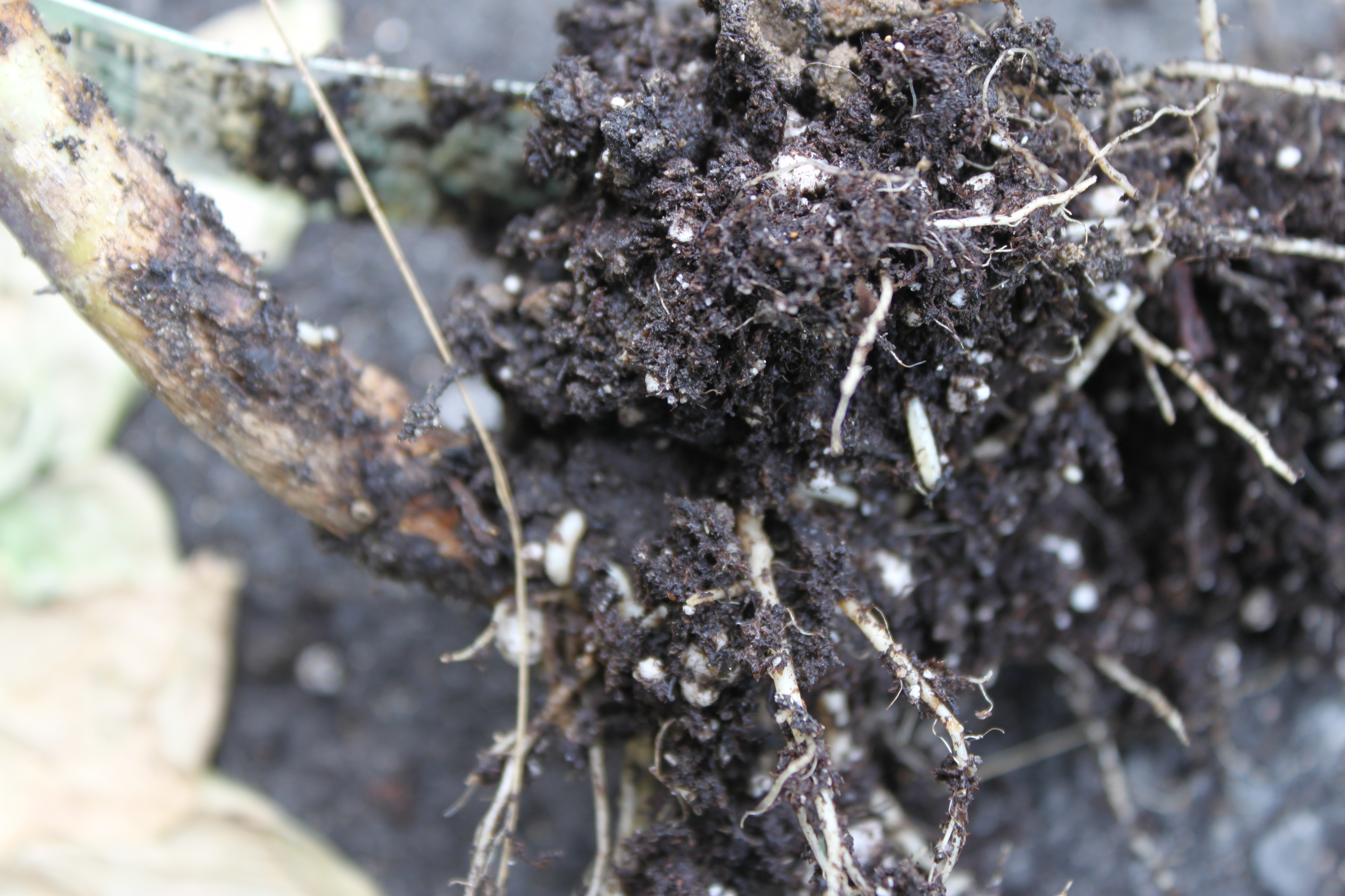 Cabbage Root Maggots on Collards